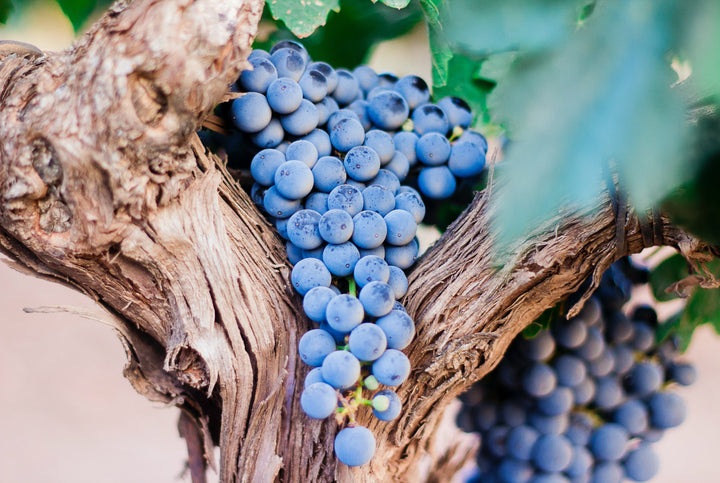 Get to Know Syrah, the Mysterious and Flavourful Grape!
